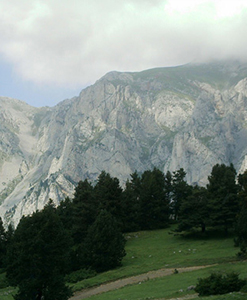 Refugi de niu d'àligues