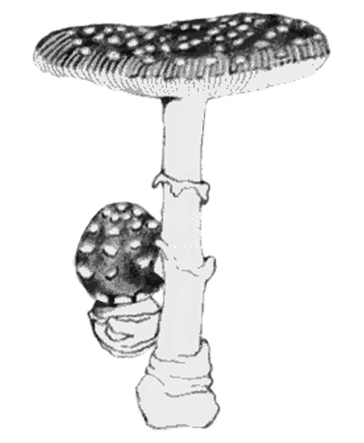 Pixacà