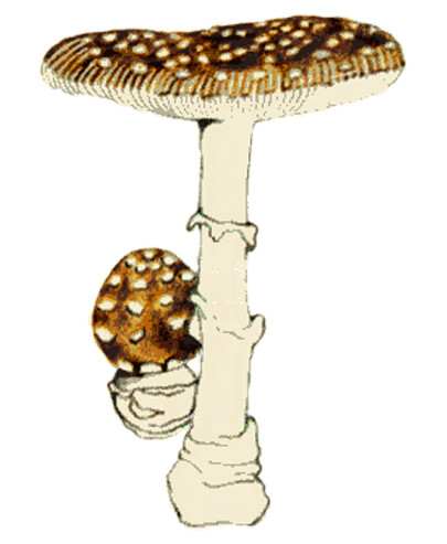 Pixacà