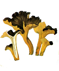 Camagroc