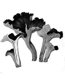 Camagroc