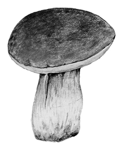 cep