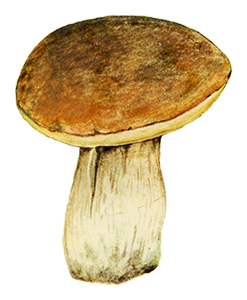 cep