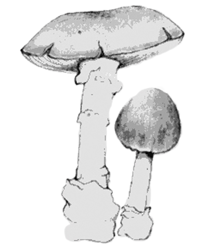 farinera-borda