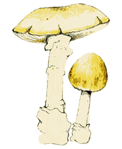 farinera-borda