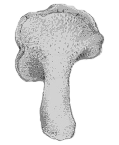 llengua de bou