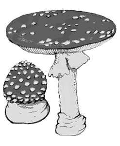 Amanita muscaria