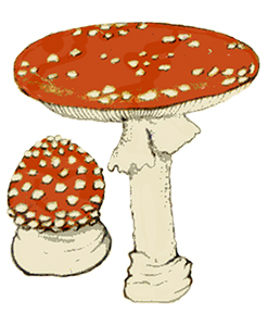 Amanita muscaria