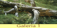 galeria01