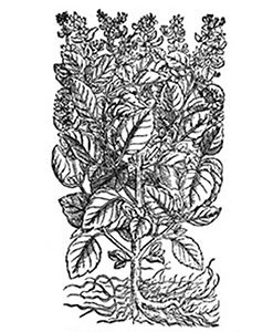 Alfàbrega