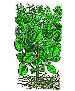 Alfàbrega