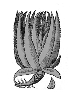 Àloe