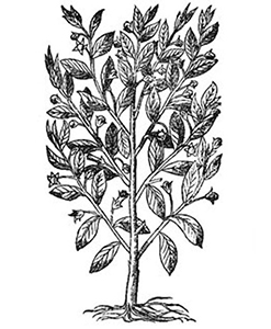 belladona