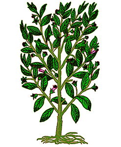 belladona