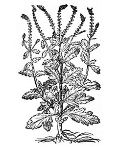 Berbena
