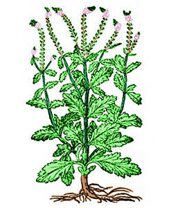 Berbena