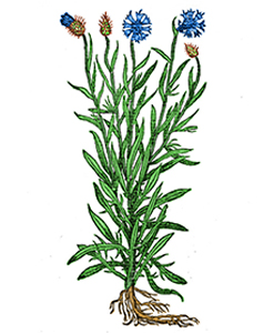 Blauet
