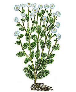 Julivert