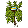 carlina