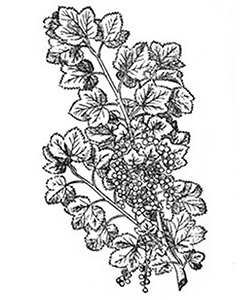 Grosella