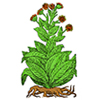 Ènula campana
