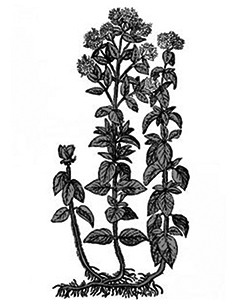 Orenga