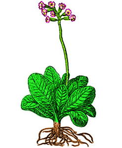 Primula