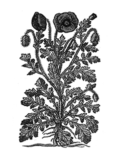 Rosella