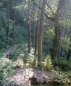 El camí de la vaga